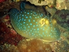 Blue Spotted Sting Ray