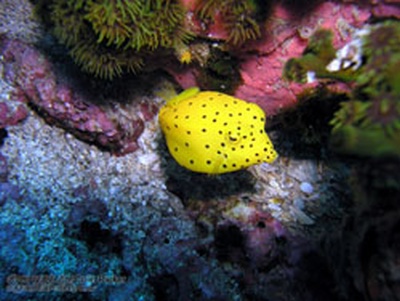 Yellow Boxfish