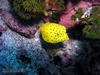 Yellow Boxfish