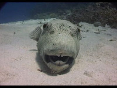 Laughing Puffer