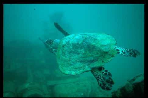 turtle with sunken tank