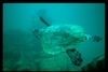 turtle with sunken tank
