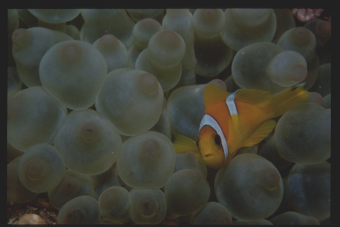 clownfish