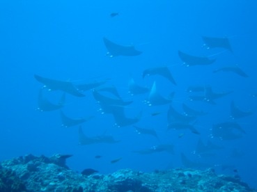 Gili Trawangan,Manta schooling