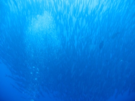 Baracuda Schooling,Maratua island,Indonesia
