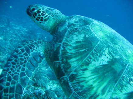 Green turtle, Gili Trawangan,Indonesia