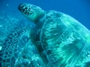 Green turtle, Gili Trawangan,Indonesia