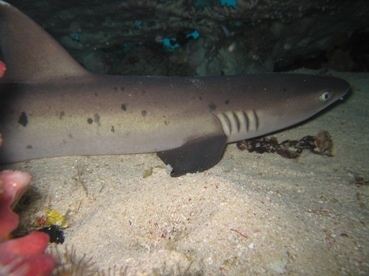 Shark sleeping, Palu,Sulawesi,Indonesia