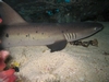 Shark sleeping, Palu,Sulawesi,Indonesia