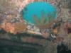 Port Hole