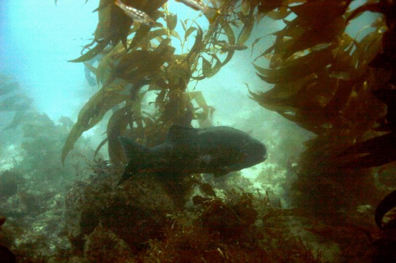 6 foot sea bass at Catalina