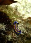 a nudibranch at Catalina