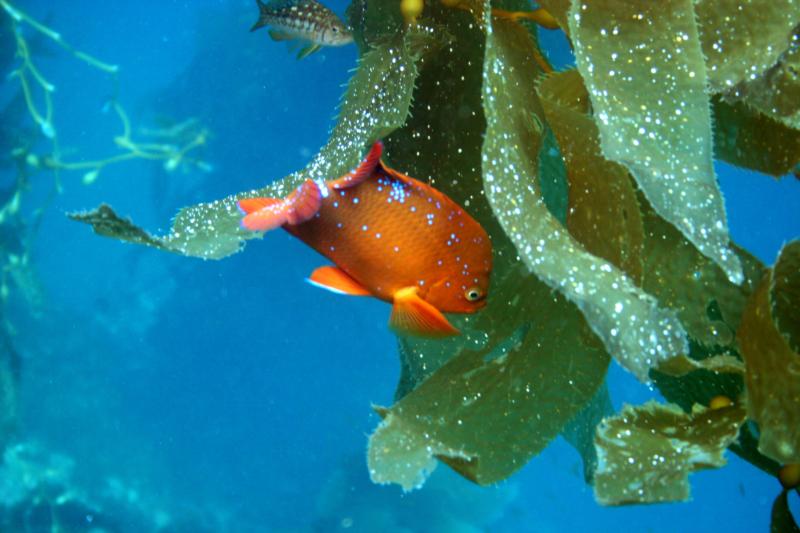 Juvenile Garabaldi at Catalina