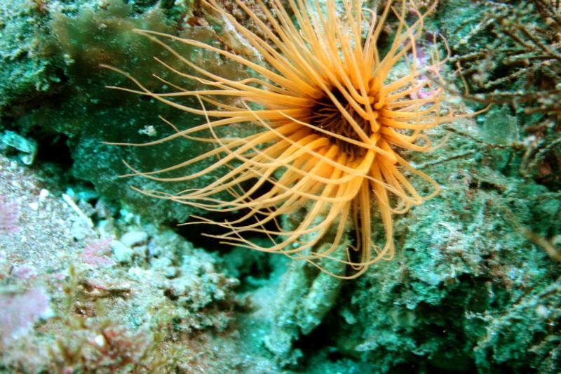 Tube Anenome? at Catalina