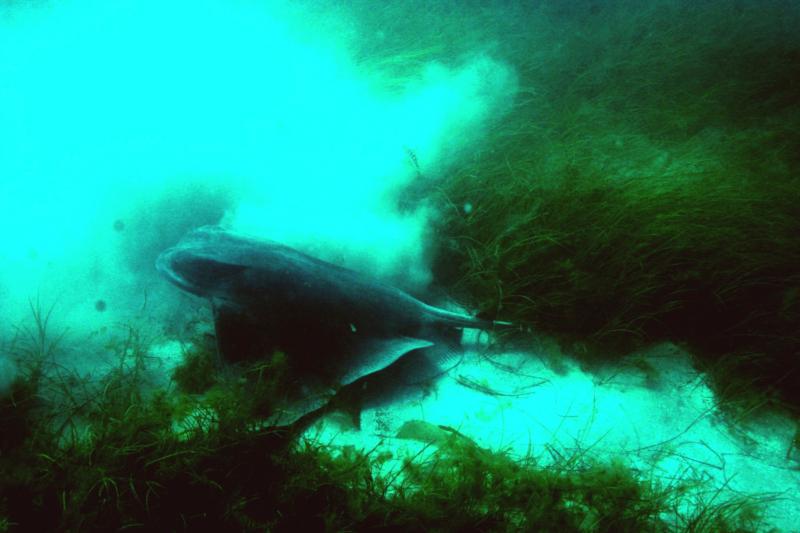 bat ray at Catalina