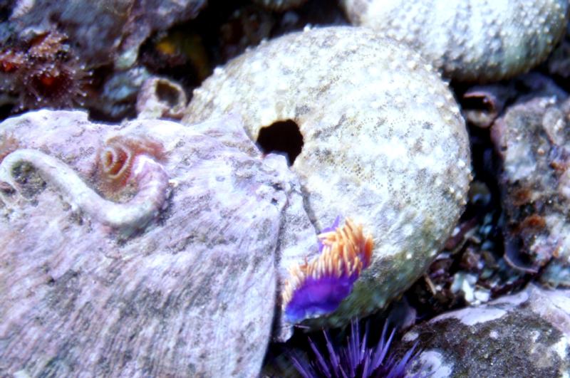 spanish shawl at Anacapa