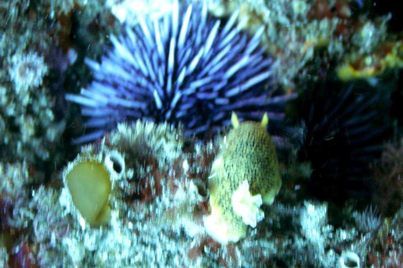 nudibranch at Anacapa 112808
