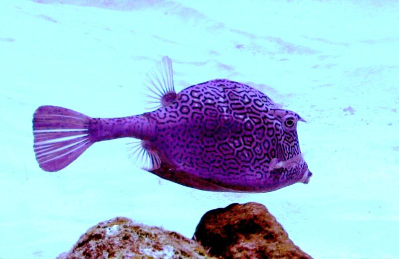 Honeycomb Cowfish in Cozumel