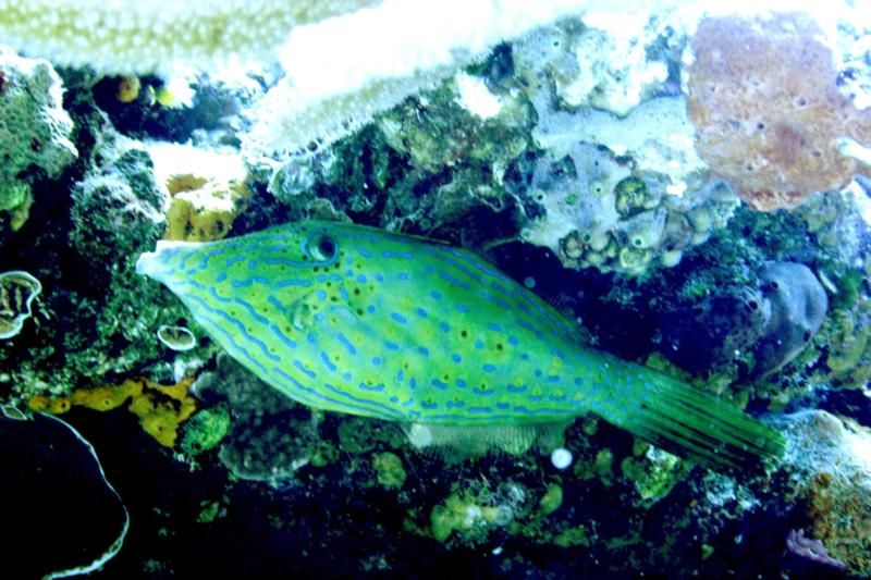 Scrawled file fish in Cozumel