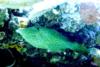 Scrawled file fish in Cozumel