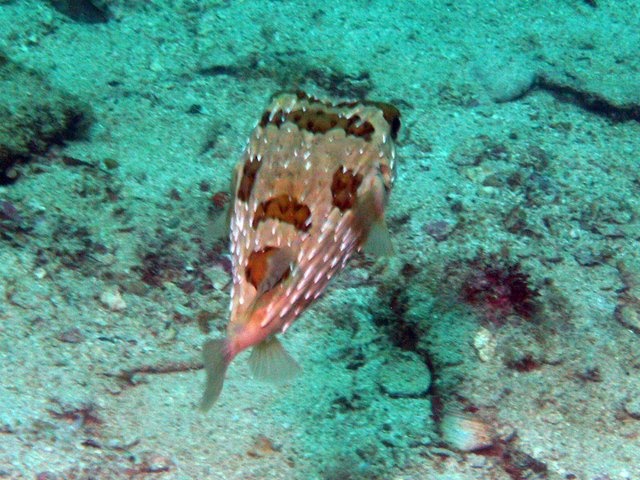 puffer fish La Paz