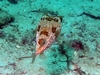 puffer fish La Paz