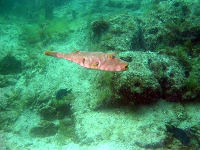 weird looking fish (trigger fish?) from La Paz