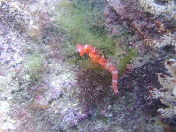 sea horse in La Paz