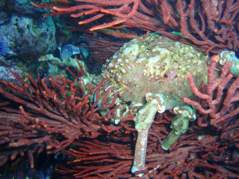 Sheep Crab