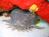 Cozumel - Splendid Toadfish