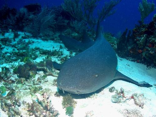 Nurse Shark Cozumel