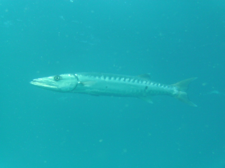 Barracuda on the Oriskany