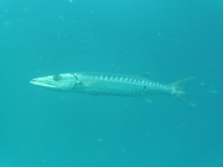 Barracuda on the Oriskany