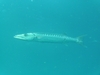 Barracuda on the Oriskany