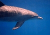 Playfull dolphin