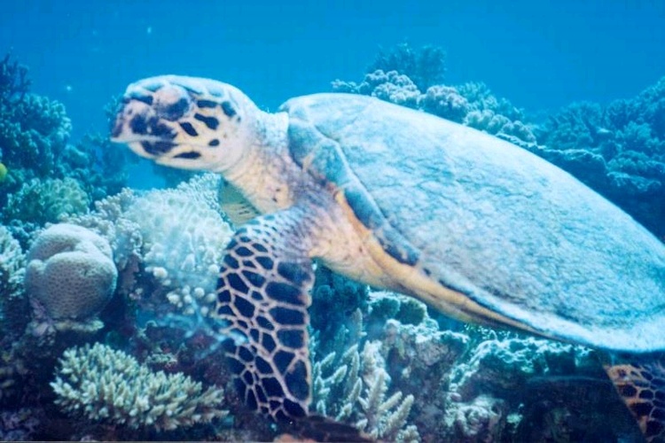 Love the turtles