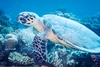 Love the turtles