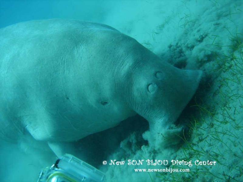 Sea Cow - Dugong