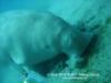 Sea Cow - Dugong