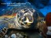 diving with turtle