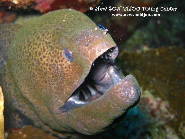 moray eel