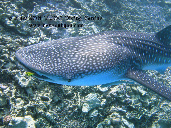 whale shark - Rhincodon typus 