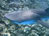 whale shark - Rhincodon typus 