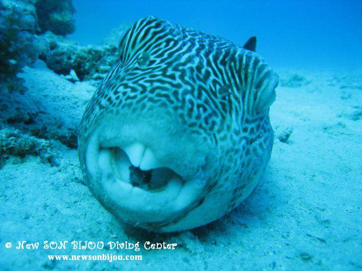 laughing balloon fish 