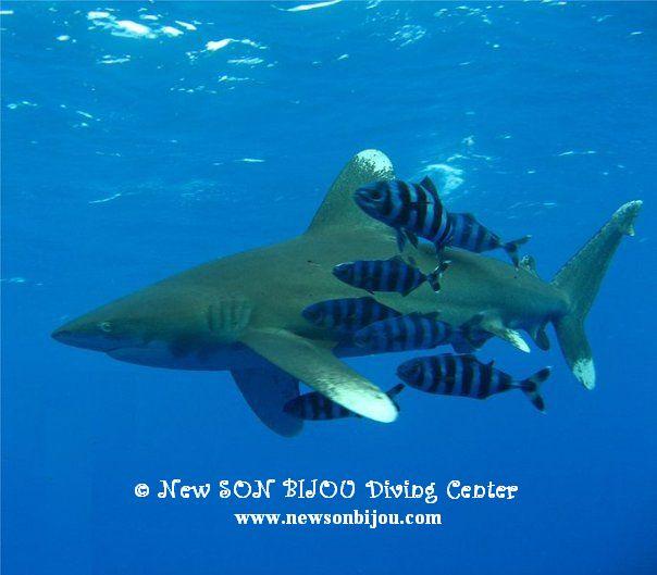 shark :)