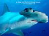 hamerhead shark