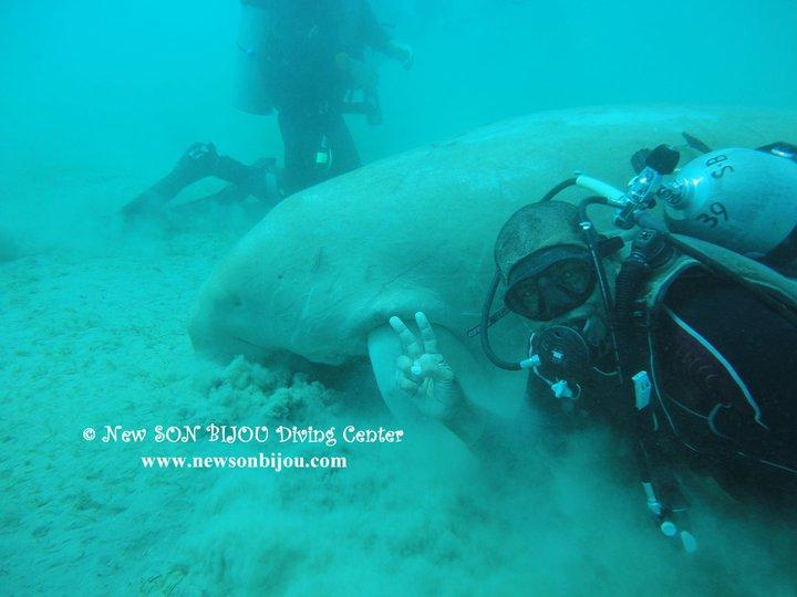 Sea Cow - Dugong & me