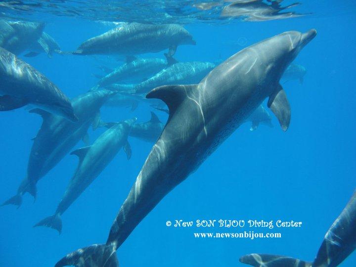 diving with dolphins