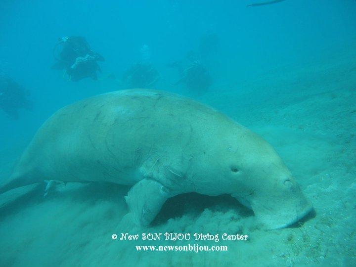 Sea Cow - Dugong