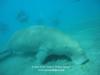 Sea Cow - Dugong